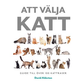 Bild på Att välja katt