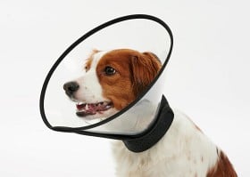 Bild på BUSTER Complete Hundkrage, 7,5 cm  kompatibel med CalmDown Feromonknapp