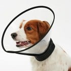 BUSTER Complete Hundkrage, 15 cm  kompatibel med CalmDown Feromonknapp