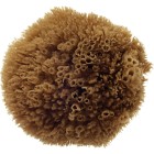 Hydréa London Grass Sea Sponge Caribbean 5,0W