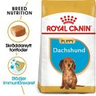 Royal Canin Dachshund Puppy Torrfoder för hundvalp 1,5 kg