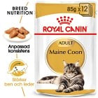 Royal Canin Maine Coon Adult Gravy Våtfoder för katt 12x85 g