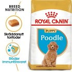 Royal Canin Poodle Puppy Torrfoder för hundvalp 3 kg